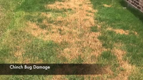 July lawn care recommendations