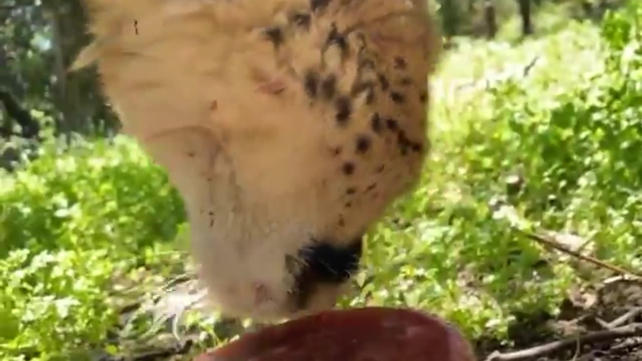 Cheetah female Lesedi is enjoying a nice frozen meat-sickle