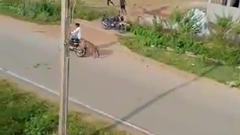 Leopard attacks people in India