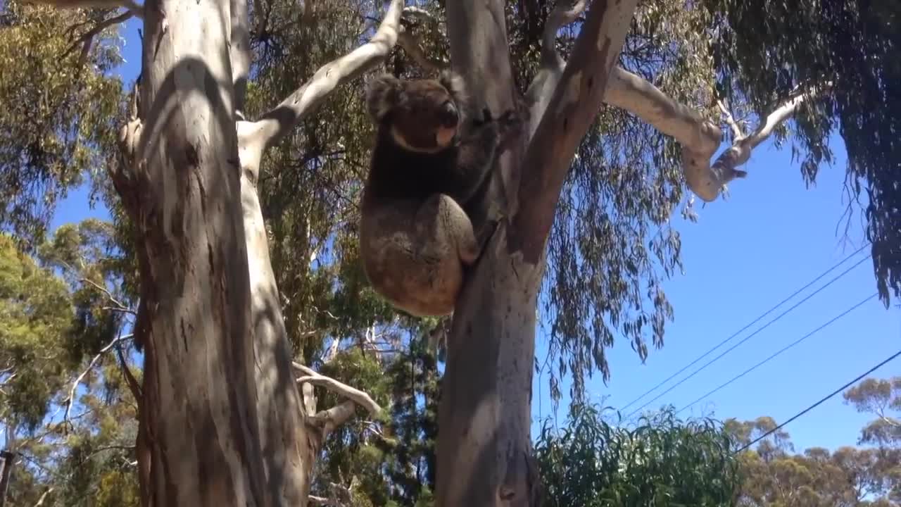 Koala Gets Kicked Out Of Tree and Cries lovely