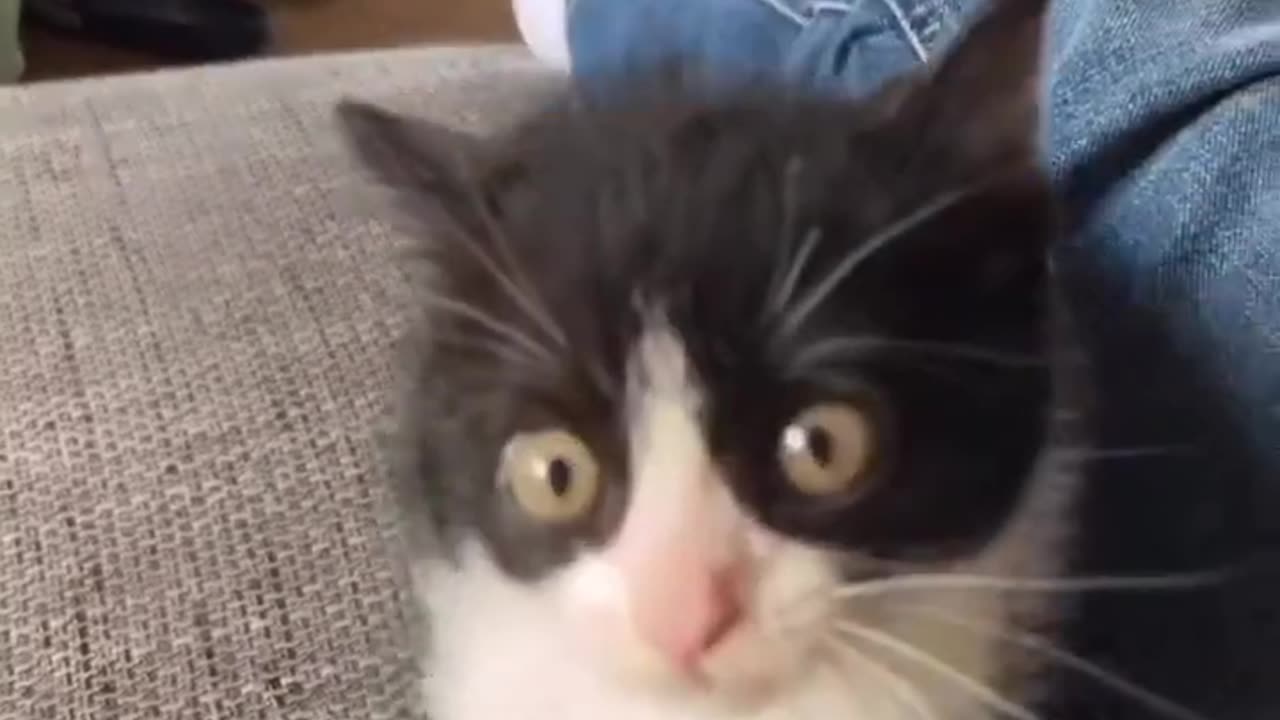 Adorable 😍 Cat Reaction 😍 What is She Asking for