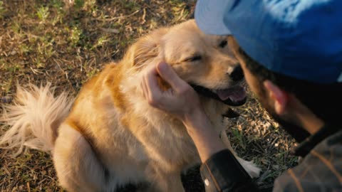 Canine being petted