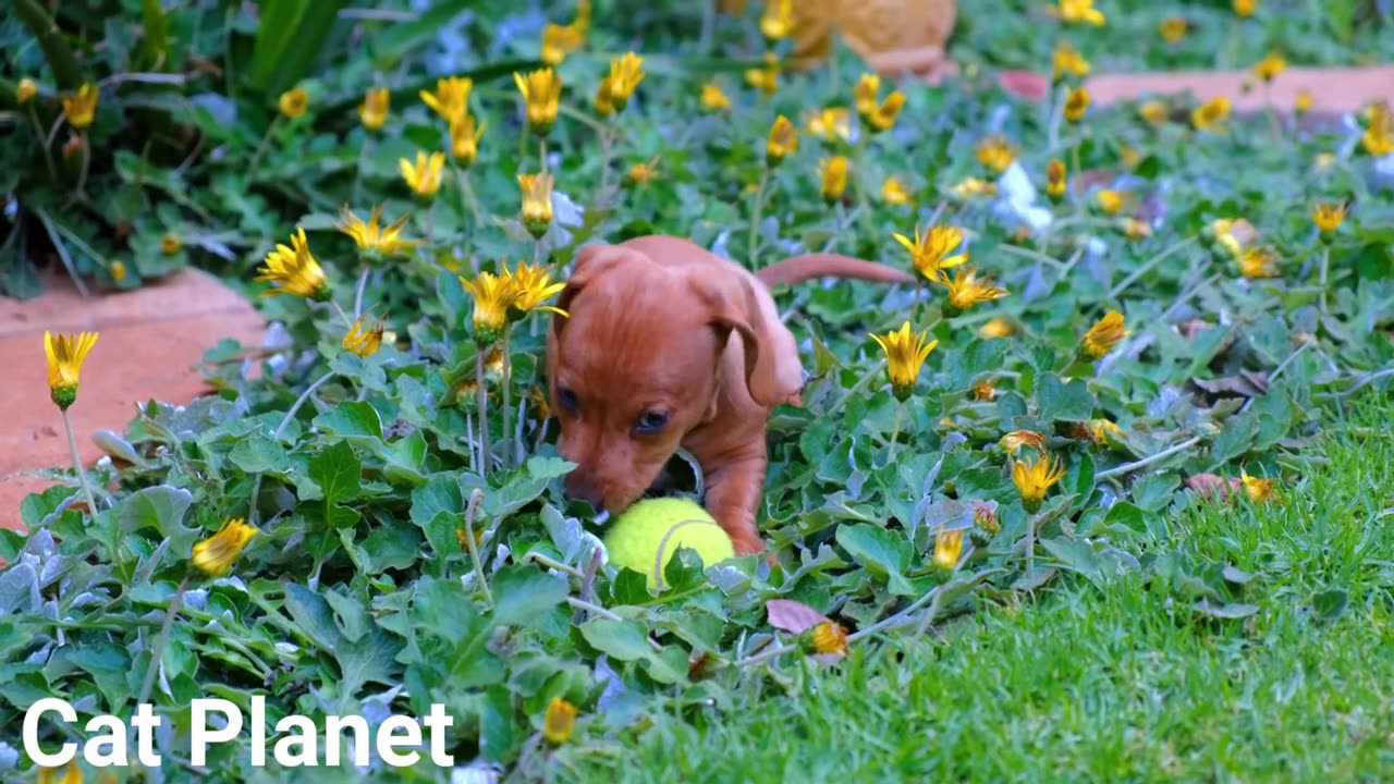 🐶🐕Cute Dogs New Video Compilation 🦮🐻