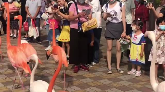 Flamingo are you coming to my house today