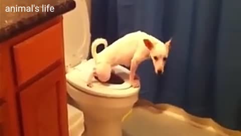 Smart Dogs uses toilet🐶