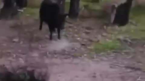 Funny cet dog 🐕 monkey 🐒 horse 🐎