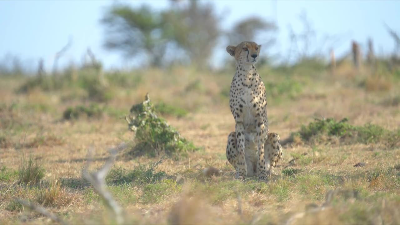 Cheetah Trying to Search Food