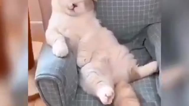 Baby Cats - Cute and Funny Cat Videos Compilation I Funny Animal Videos