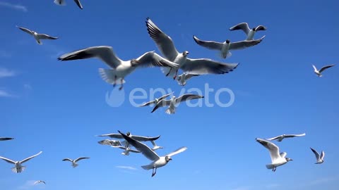 IT'S WILDLIFE - FLOCK OF BEAUTIFUL SEAGULLS IN THE SKY