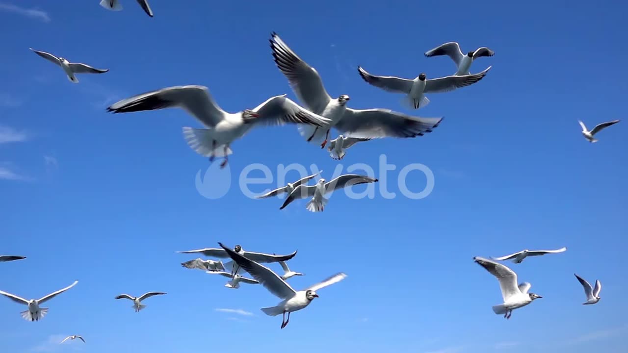 IT'S WILDLIFE - FLOCK OF BEAUTIFUL SEAGULLS IN THE SKY