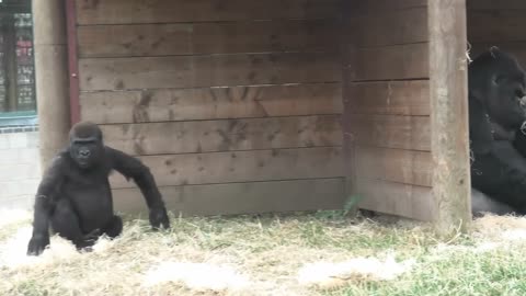 Grumpy Silverback Gorilla deals with super annoying son