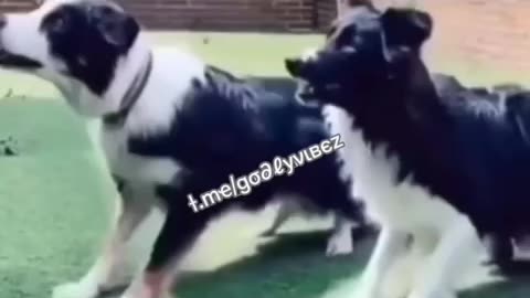 THE HILARIOUS ALL ANIMAL SHUFFLE