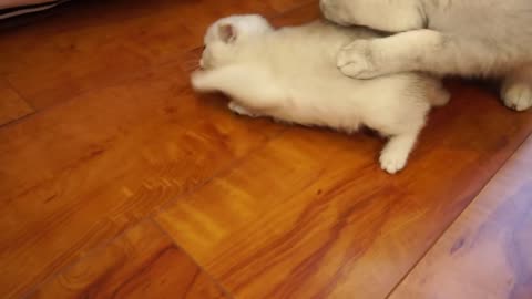 Mother cleaning lettile cat kittens by force so cute