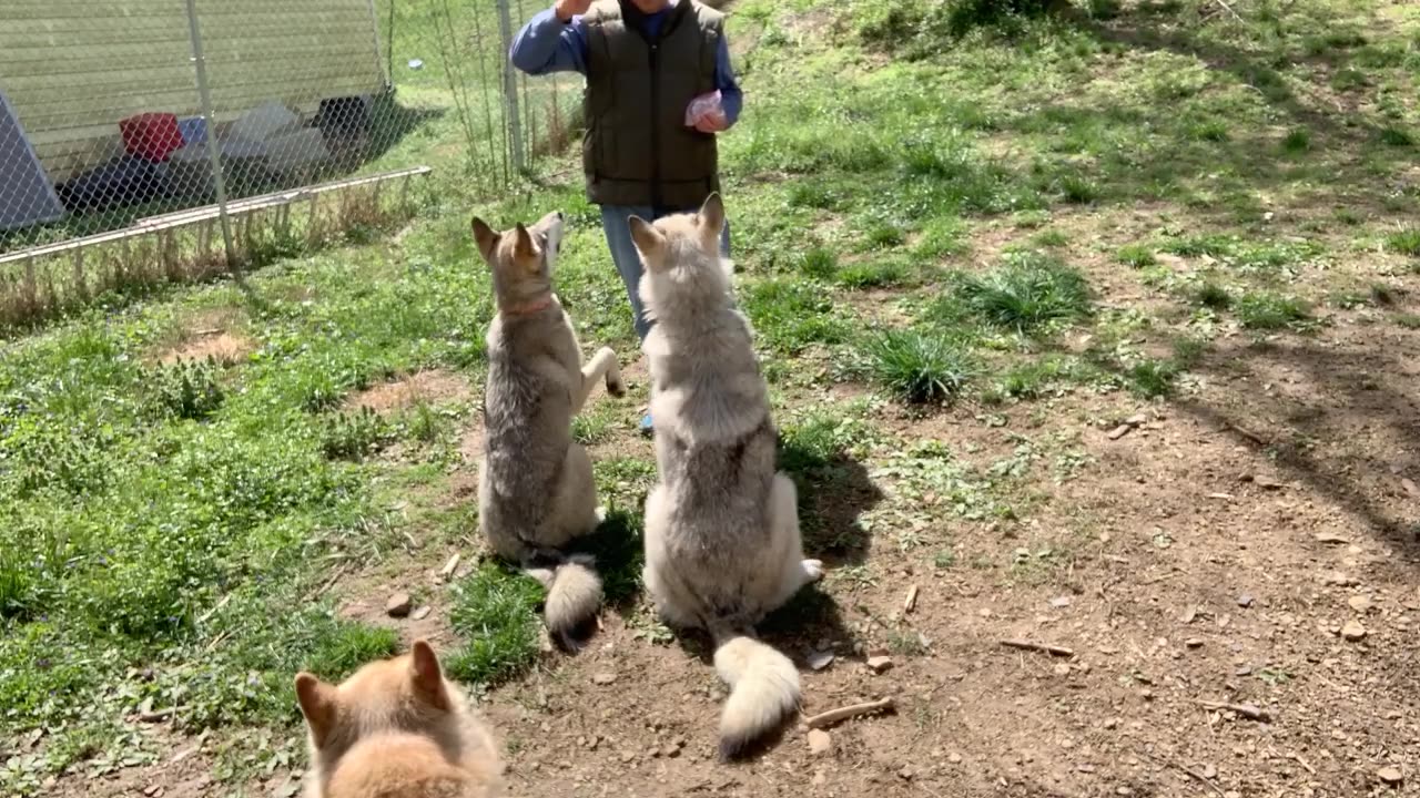 How to trained a wolf 🐺🐕 or a wolf dog