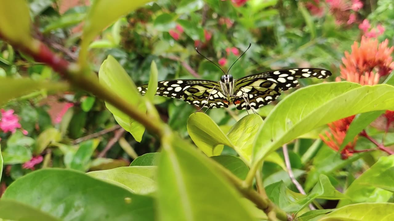 Beautiful Butterfly