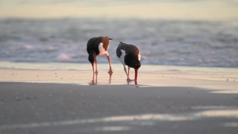 Oystercatchers Feeding at Sunset