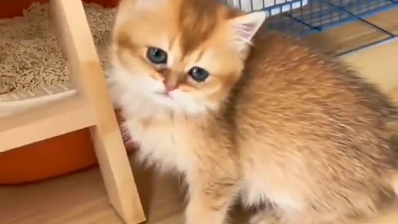 New Funny Animals, Funniest Cats and Dogs Videos 60