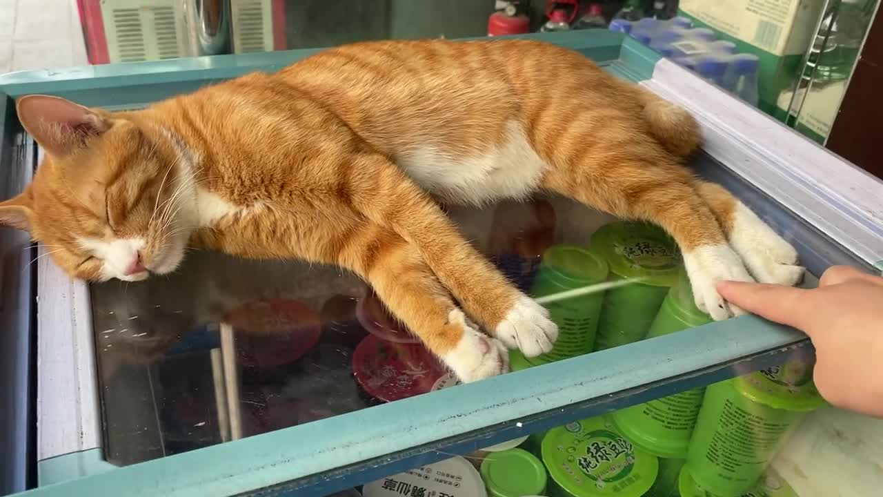 cat diary