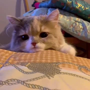 Cute little innocent Kittens