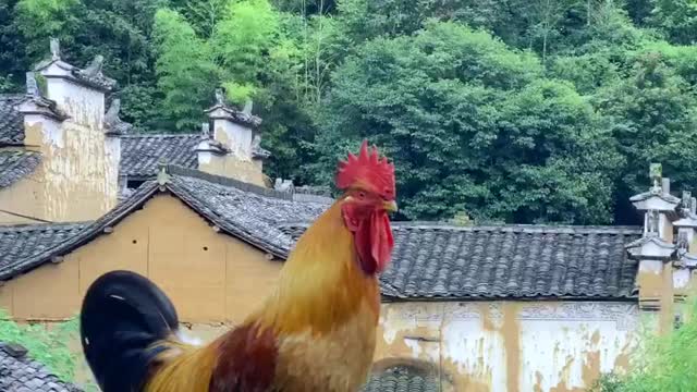 This is a lovely, majestic rooster