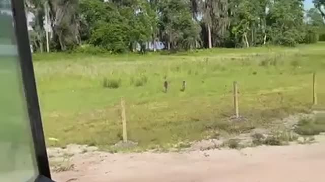 New Fence...and Chicks!