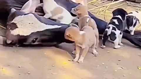 Funny animal videos
