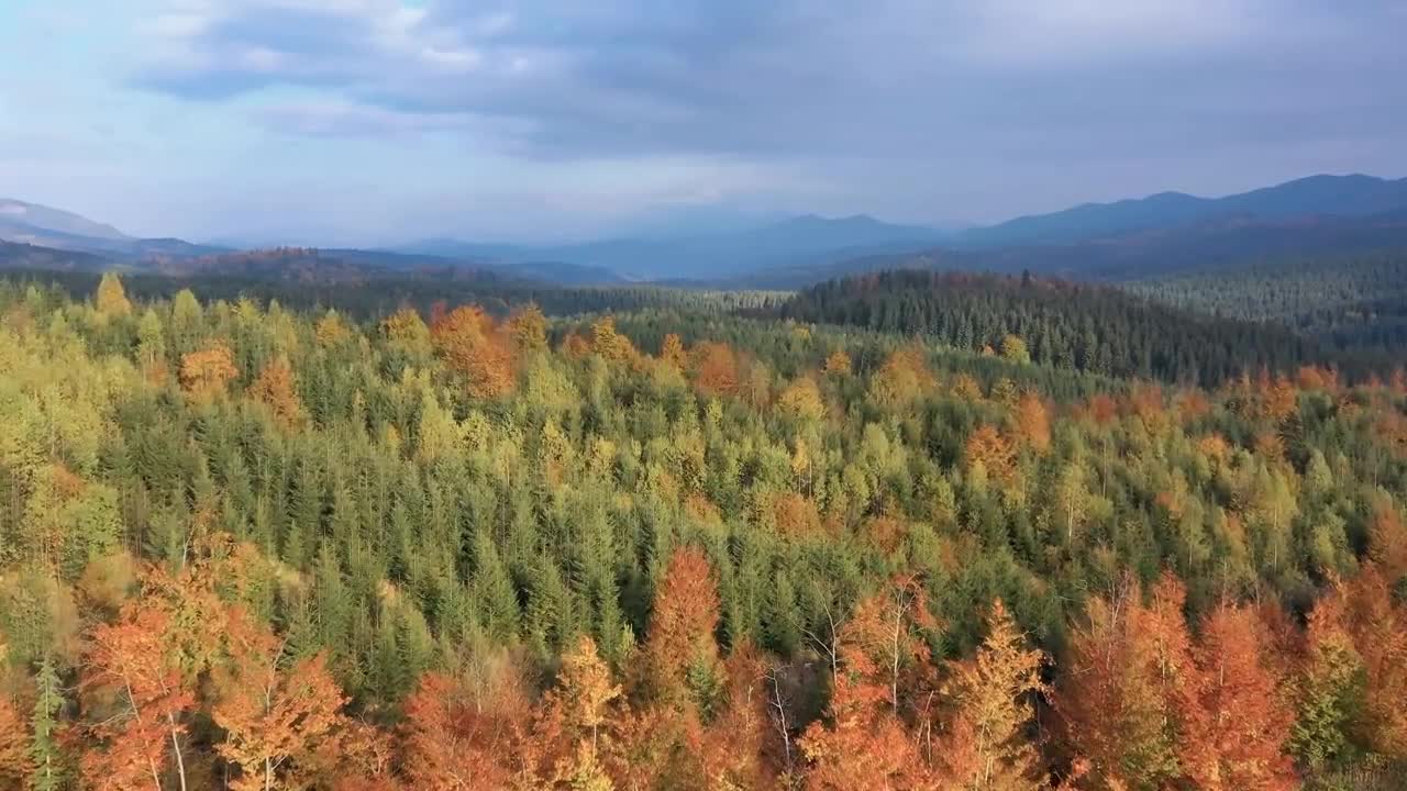 Enchanting Autumn Forests with Beautiful Piano Music