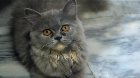 The most cute cat in the world...😺😺😺😘😘😙😙😽😽🙄🙄🙄