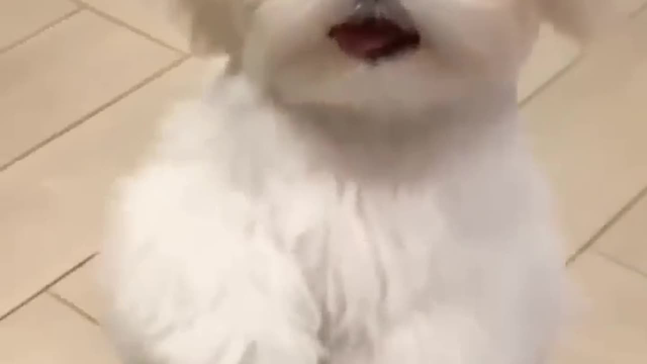 cute puppy dance