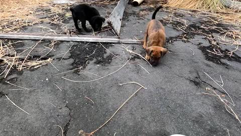 Puppies in an Abandoned House