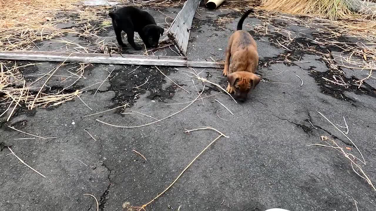 Puppies in an Abandoned House