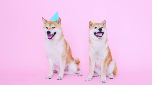 Watch these beautiful dogs with hats on their heads, it's a really cool sight