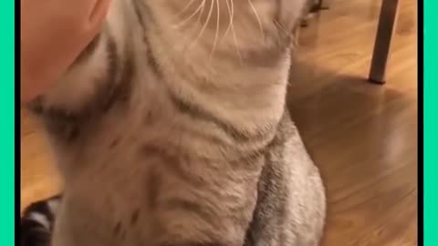 Funny video | cute Animal | Animals fight