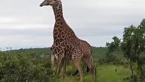 giraffe