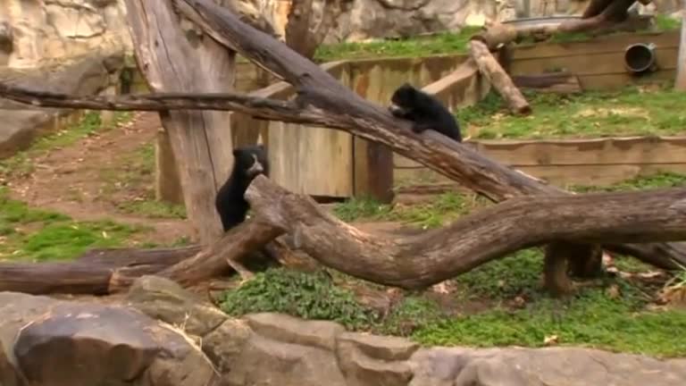 Bear cubs tumble for the media