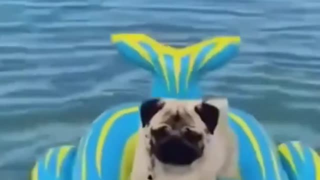 Top Funny Cute Dog Videos #shorts