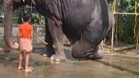 A boy taming an elephant