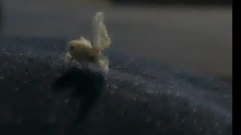 謎の虫さま超高速飛び去り動画20240614