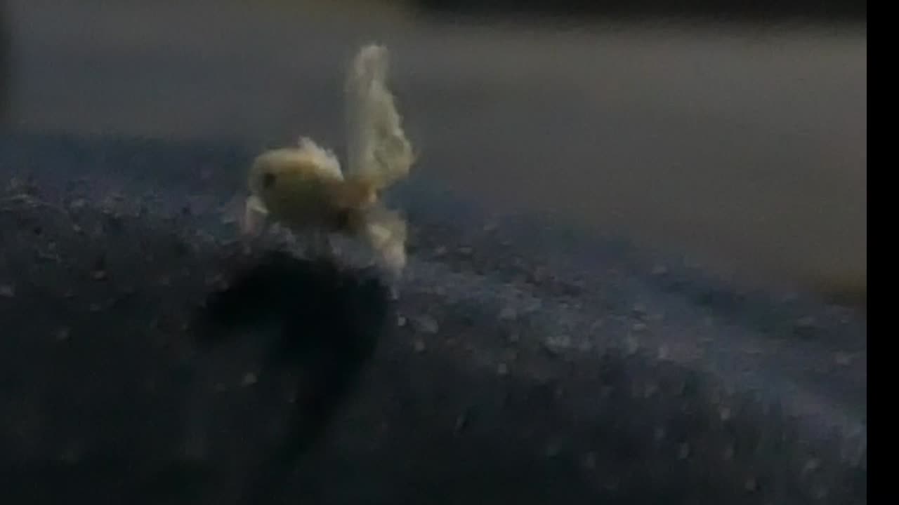 謎の虫さま超高速飛び去り動画20240614