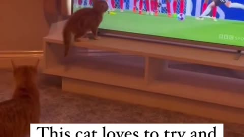 Car trying to save the baLL from GOAL...🐱😅