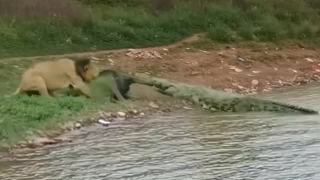 Lion vs crocodile