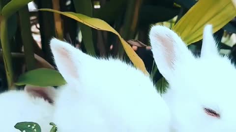 cute rabbits playing