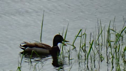 Dabbling Duck