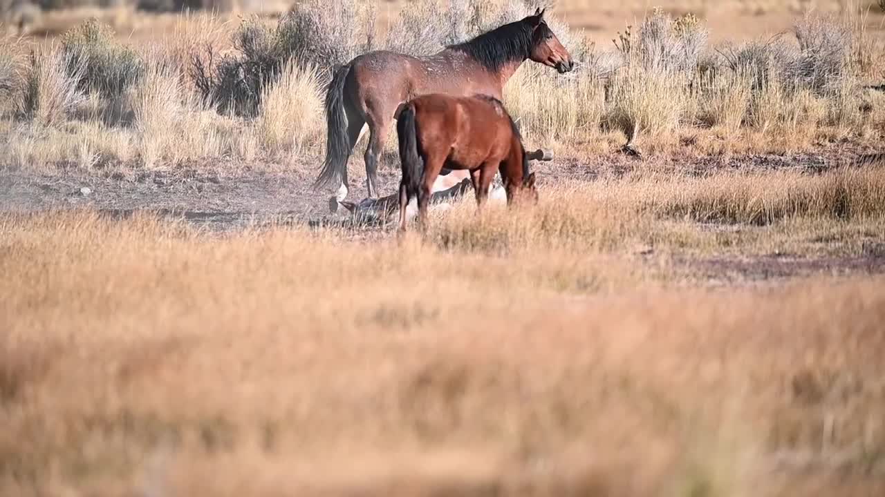 Funny Horse Action - Mud Bath