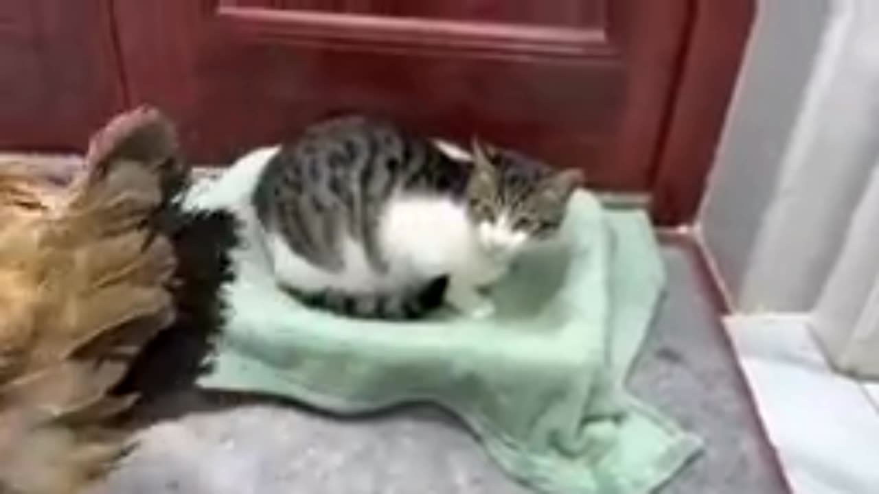 Funny clips video 🤣🤣🤣🤣🤣 2023 video cute cat pats video