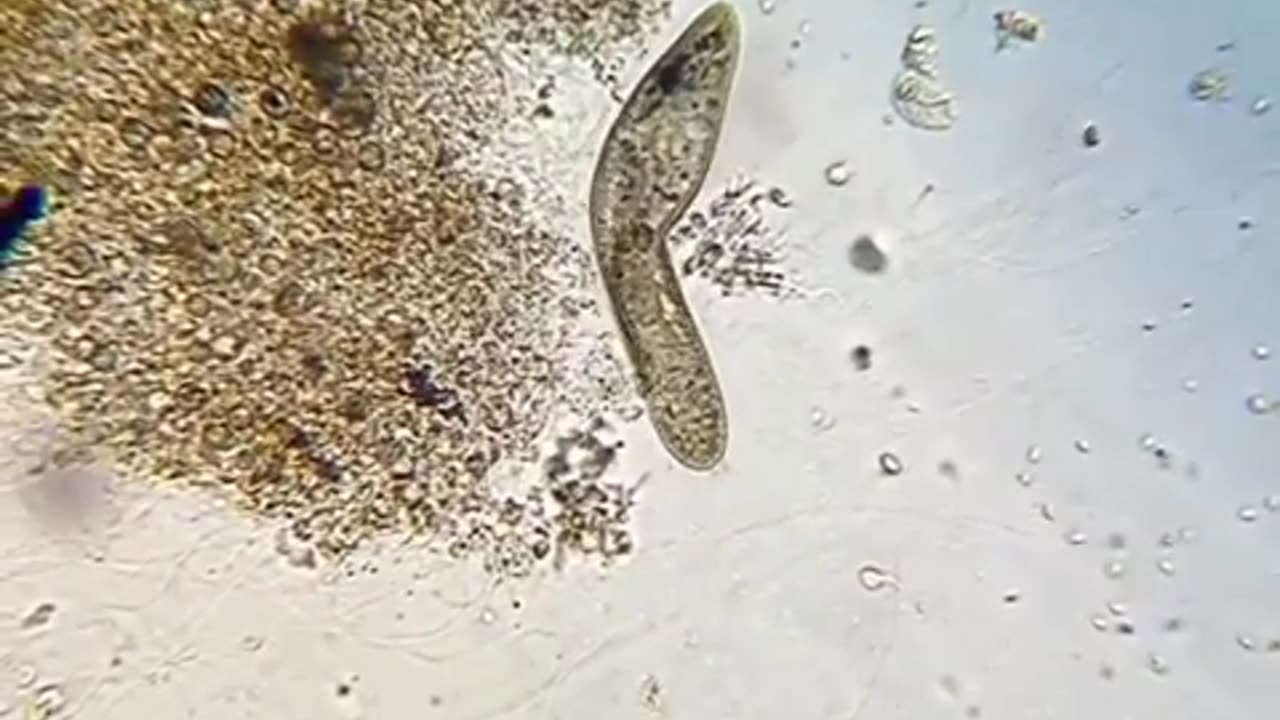 Paramecium Movement