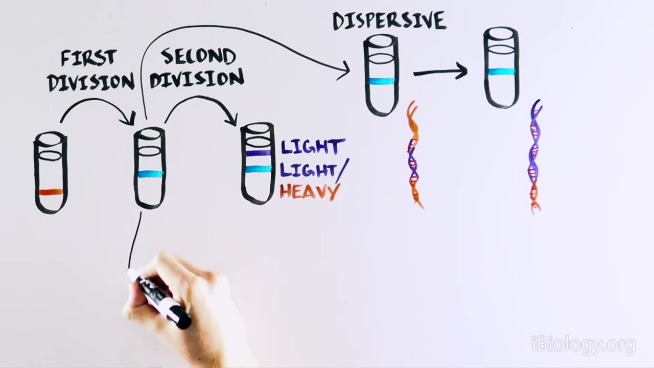 THE MOST BEAUTIFUL EXPERIMENT IN BIOLOGY: Meselson & Stahl, The Semi-Conservative Replication of DNA