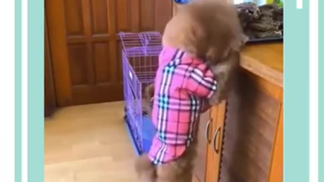 Cute and Funny Dogs Videos Compilation