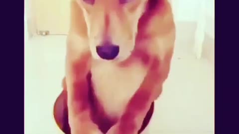 sad dog