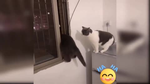 Cute Baby cats & Funny videos #cats #rumble